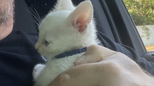 Illustration : "Un chaton blanc, passager inattendu découvert par la police dans une voiture chassée lors d'une course poursuite"