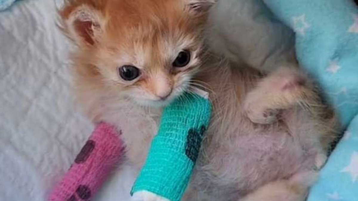 Illustration : "La vidéo émouvante d’un minuscule chaton enfin libéré de ses plâtres aux pattes"
