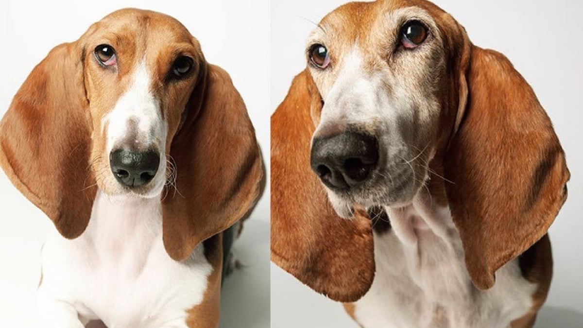 Illustration : "20 photos capturant l'évolution touchante de jeunes chiens devenus séniors"