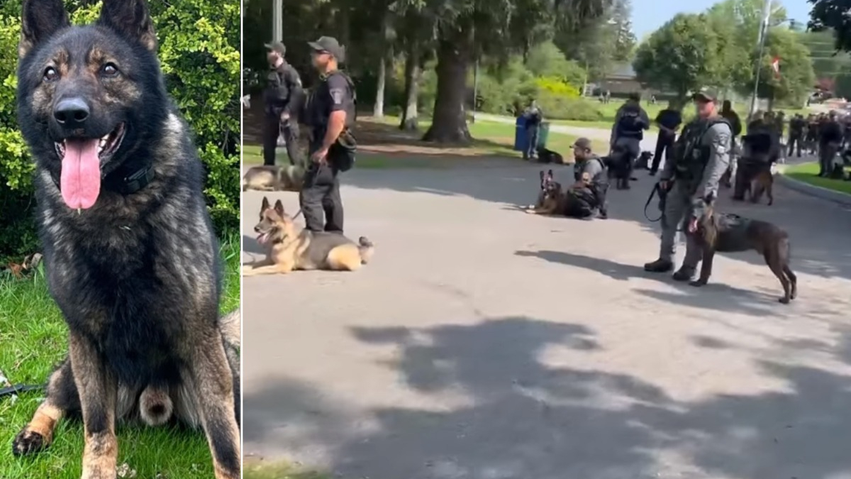 Illustration : "Des dizaines de chiens policiers rendent un vibrant hommage à leur congénère parti en héros lors d'une mission"