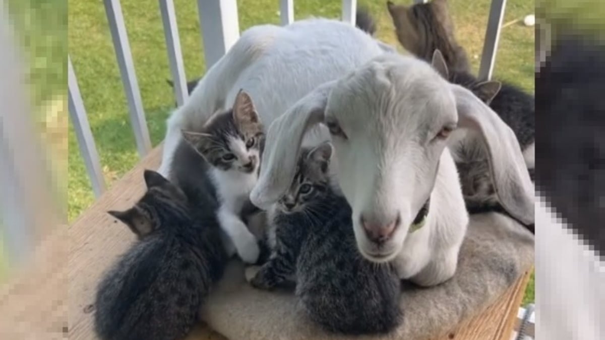 Illustration : "Un bouc s'improvise babysitter pour une portée de chatons en mal d'affection (vidéo)"