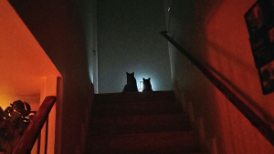 Illustration : "20 photos de chats et de chiens ayant décidé de causer de grosses frayeurs à leurs humains"