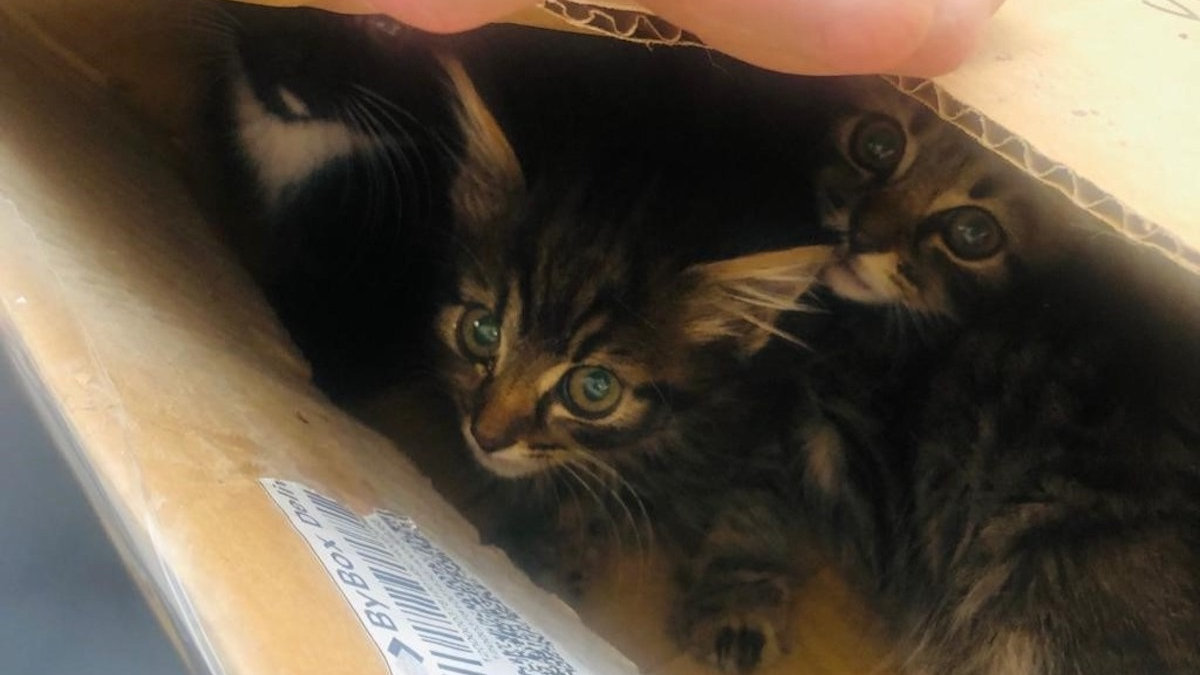 Illustration : "La découverte de 3 chatons abandonnés dans une boîte en carton sur une poubelle suscite la colère des internautes"