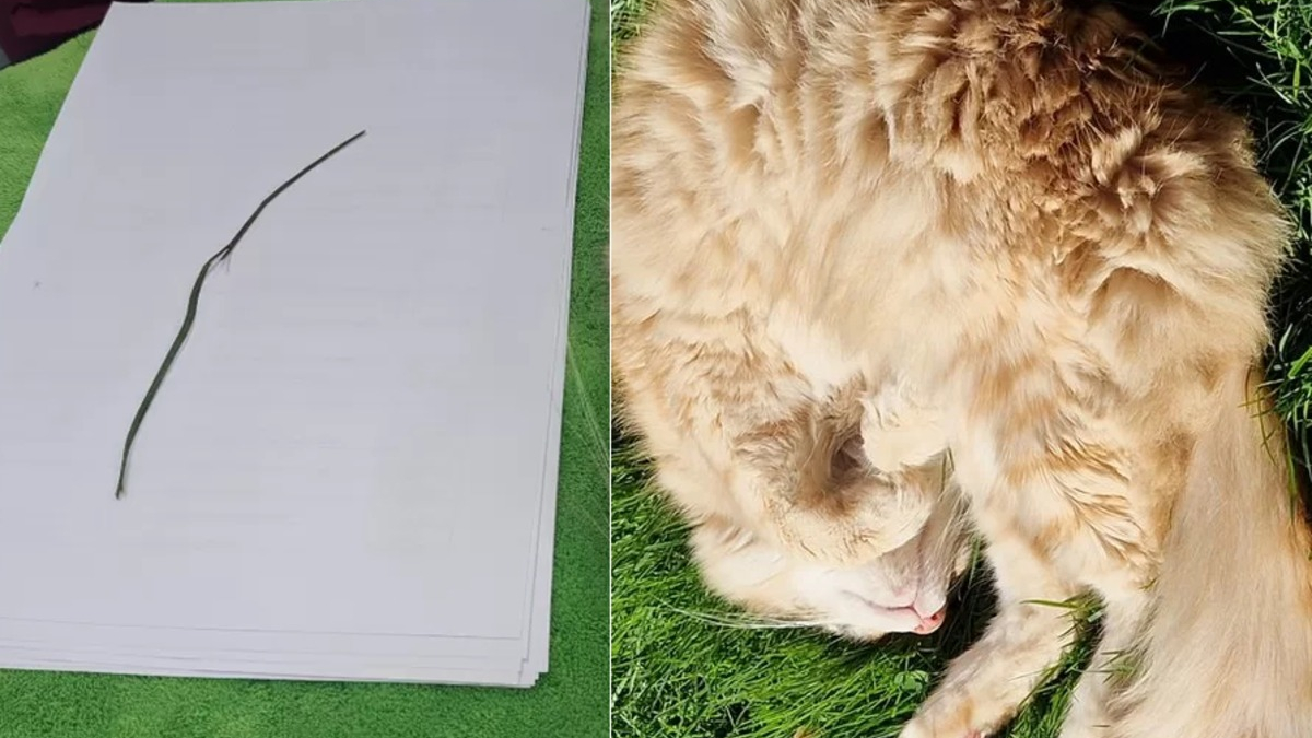 Illustration : "Grosse frayeur pour la propriétaire d'un chat au nez obstrué par un brin d'herbe de 10 centimètres"