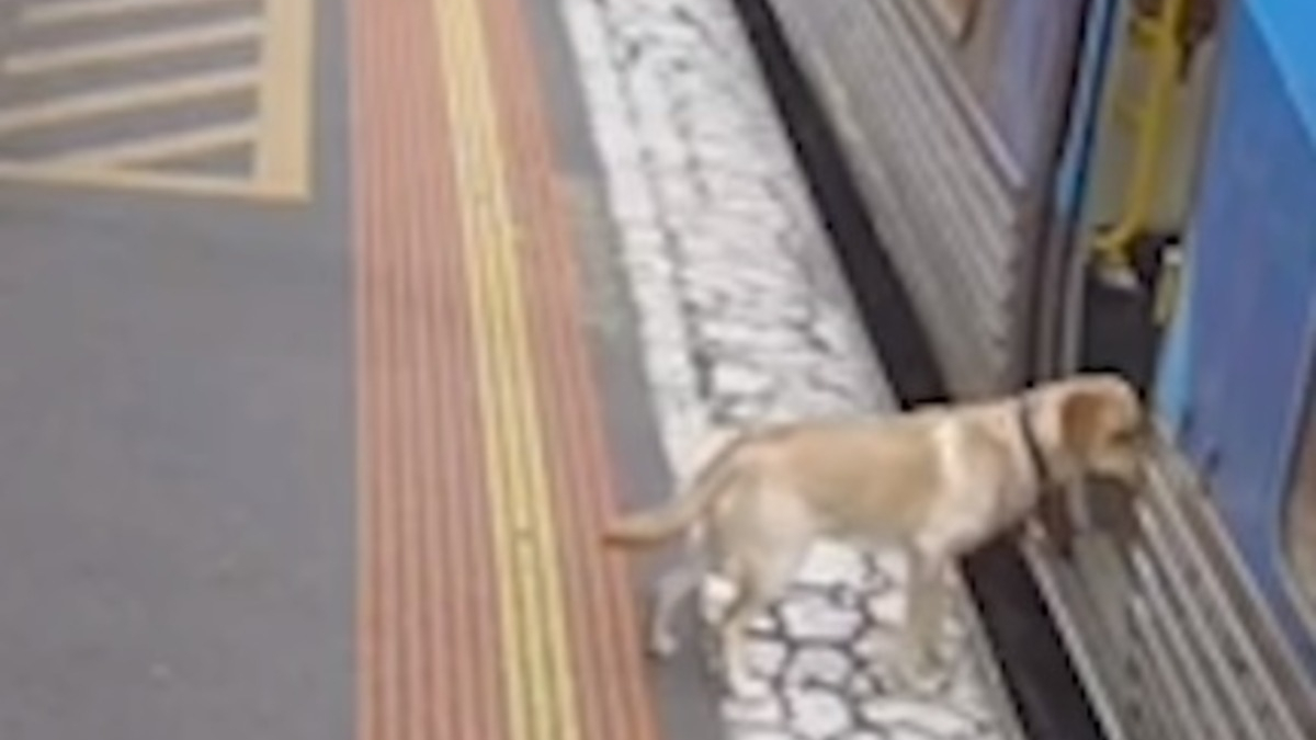 Illustration : "Le périple insolite d'un chien ayant décidé de prendre seul le train pour 30 kilomètres d'aventure (vidéo)"