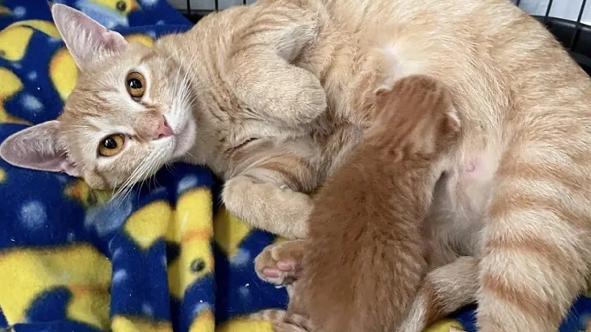 Illustration : "Une chatte errante goûte au bonheur en famille d'accueil et s'emploie à le transmettre à son unique chaton"