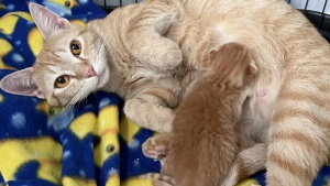 Illustration : "Une chatte errante goûte au bonheur en famille d'accueil et s'emploie à le transmettre à son unique chaton"
