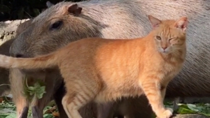 Illustration : "Un chat orphelin devient membre d'une surprenante famille constituée de gros rongeurs (vidéo)"