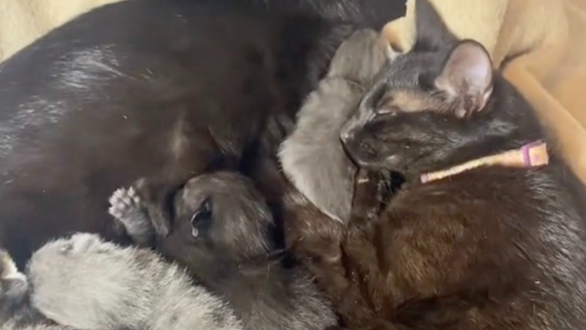 Illustration : "Une chatte trouve du réconfort auprès des chatons de sa sœur après avoir vécu une tragédie (vidéo)"