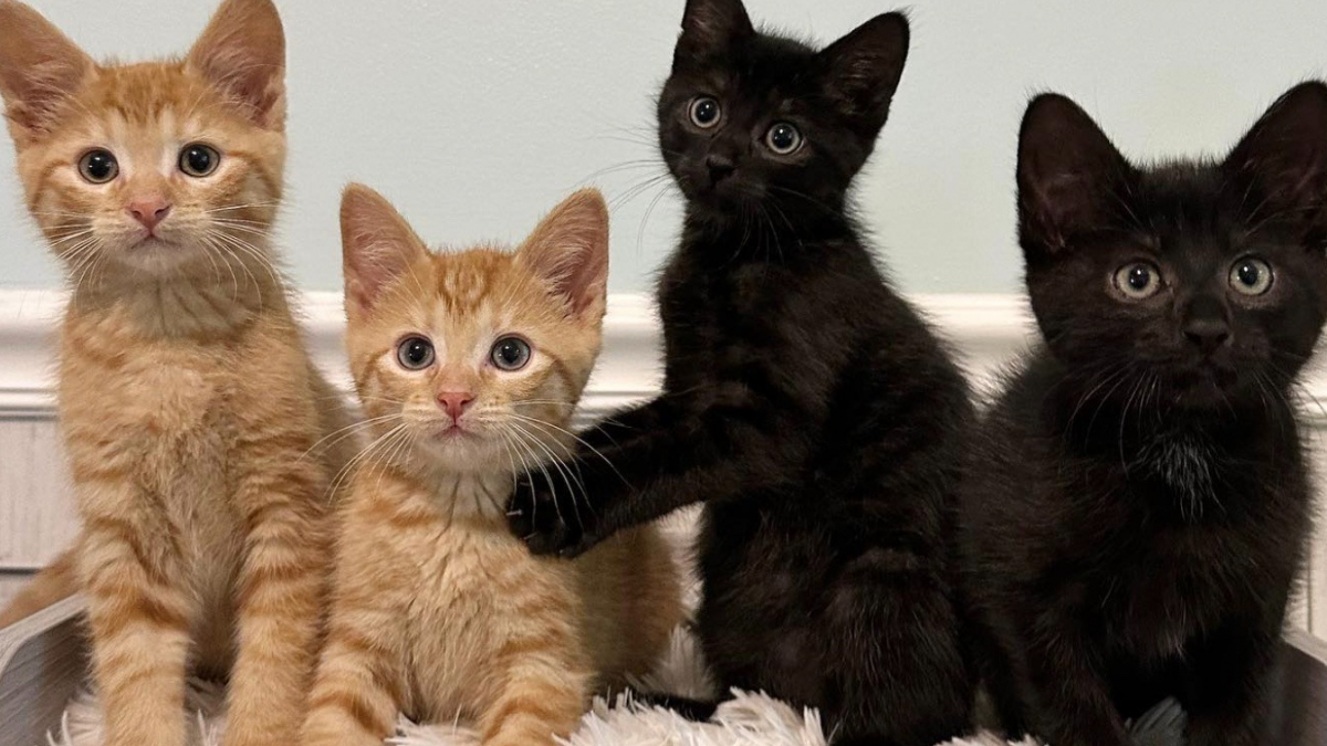 Illustration : "4 chatons errants et orphelins renouent avec le bonheur en découvrant les joies de la vie d'intérieur (vidéo)"