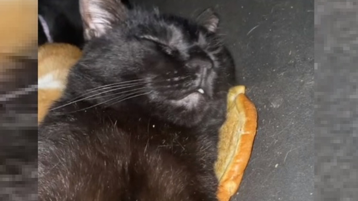 Illustration : "La vidéo d'un chat endormi sur un pain à burger devient virale et lui vaut un joli cadeau"