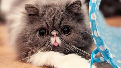 Illustration : Ce chat rêve de jouer comme le font ses congénères, mais il est atteint d'une grave maladie respiratoire (vidéo)