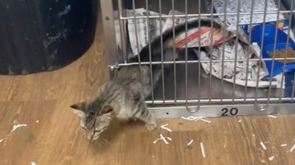 Illustration : Un chaton de refuge surnommé Houdini fait le buzz sur les réseaux sociaux en s'évadant habilement de sa cage ! (Vidéo) 