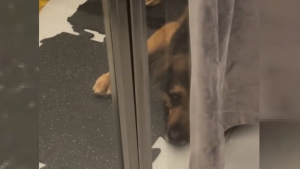 Illustration : "L'émouvant moment où un chien ayant connu abandons et déceptions met fin à 8 années d'attente au refuge (vidéo)"