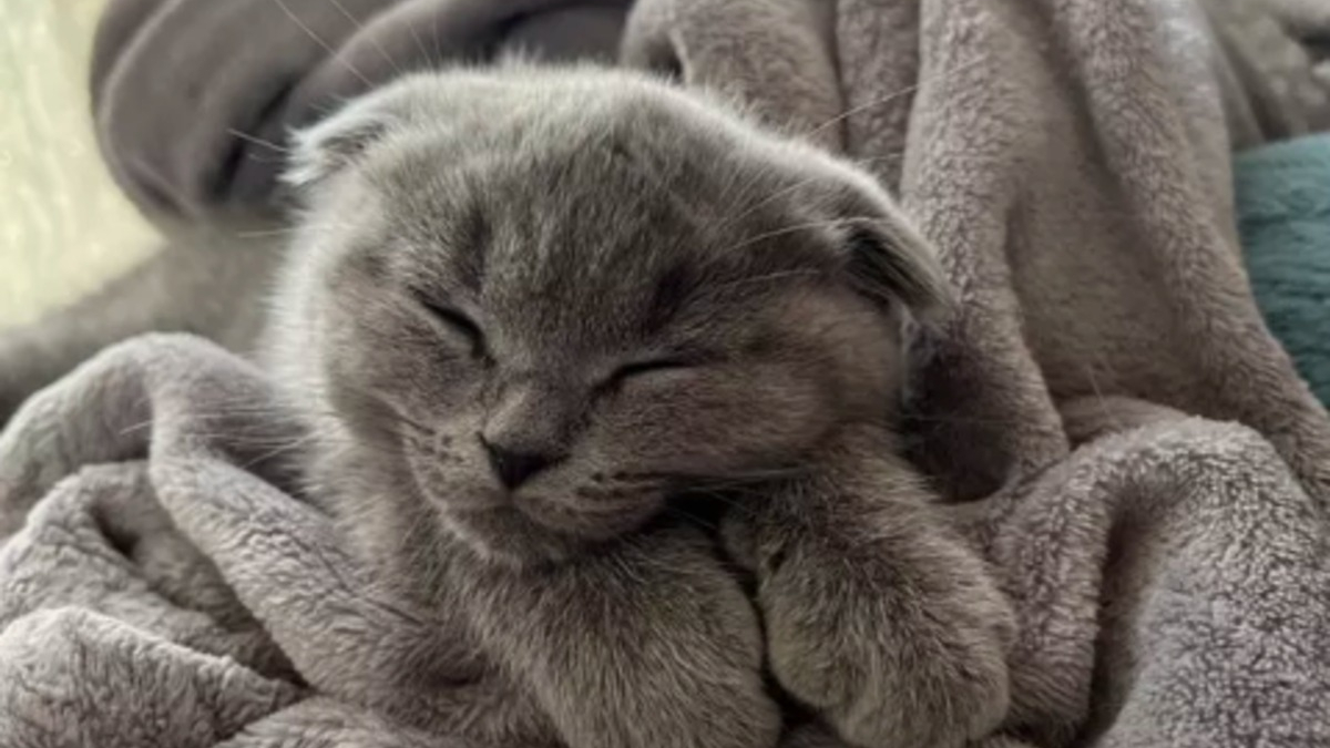 Illustration : "17 photos de chats endormis qui vous feront fondre de tendresse"