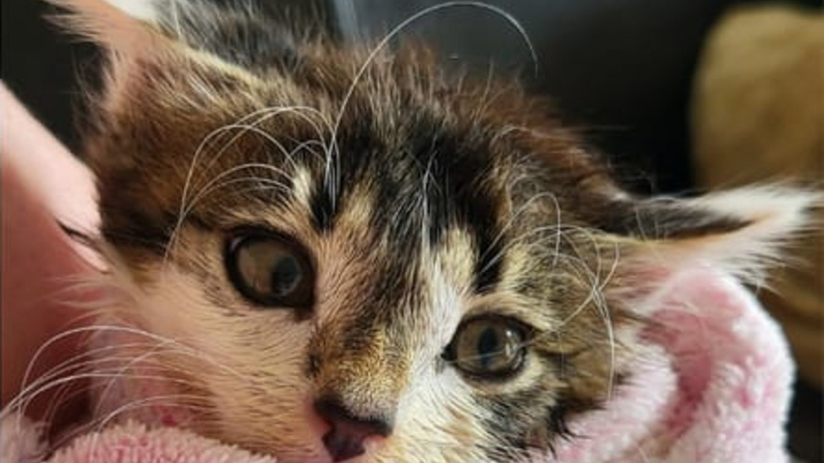 Illustration : "Ils portent secours à un chaton dans une station d'épuration mais réalisent que le sauvetage est loin d'être terminé"