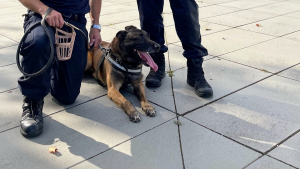 Illustration : "Du nouveau concernant Thor, chien policier rochelais en quête d'une nouvelle maison"