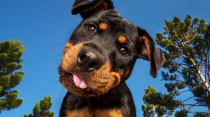 Illustration : 18 photos de chiens inclinant la tête pour mieux comprendre ce qu'ils perçoivent et vous séduire
