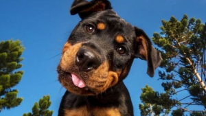 Illustration : "18 photos de chiens inclinant la tête pour mieux comprendre ce qu'ils perçoivent et vous séduire"