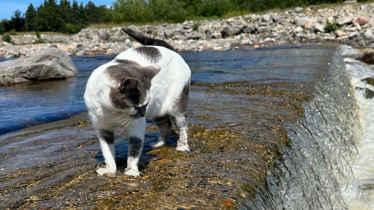 Illustration : "Comparée à une loutre, une chatte aventurière défie les stéréotypes et se jette à l'eau (vidéo)"