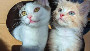 Illustration : Quand les destins se croisent : 2 chatons orphelins se rencontrent en foyer d'accueil et deviennent inséparables