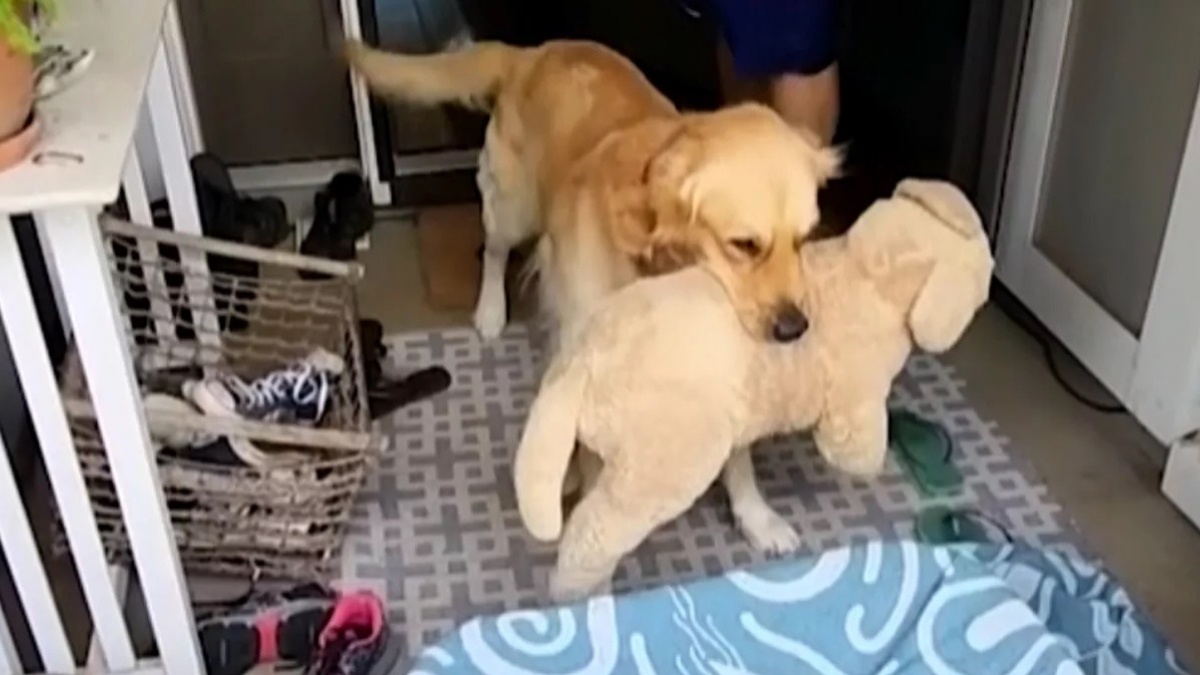 Illustration : "Inséparable de son chien en peluche, un Golden Retriever esseulé se voit offrir le plus beau des cadeaux (vidéo)"