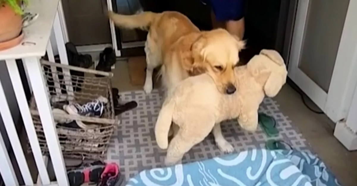 Inseparabile dal suo cane di pezza, il solitario golden retriever fa il regalo più carino (VIDEO)