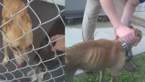 Illustration : La police découvre 3 chiens cachectiques et s'accrochant désespérément à la vie chez un individu négligent (vidéo)