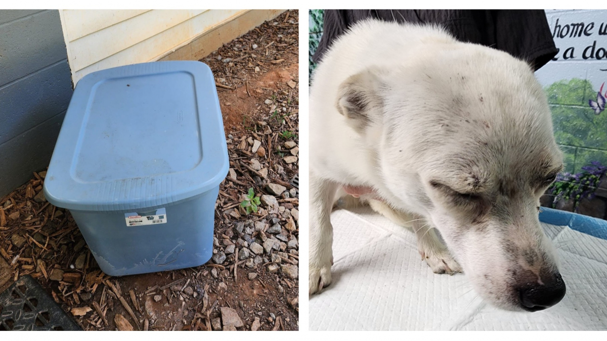 Illustration : "Par une journée caniculaire, un chien est abandonné dans une boîte en plastique au pied d'un refuge"