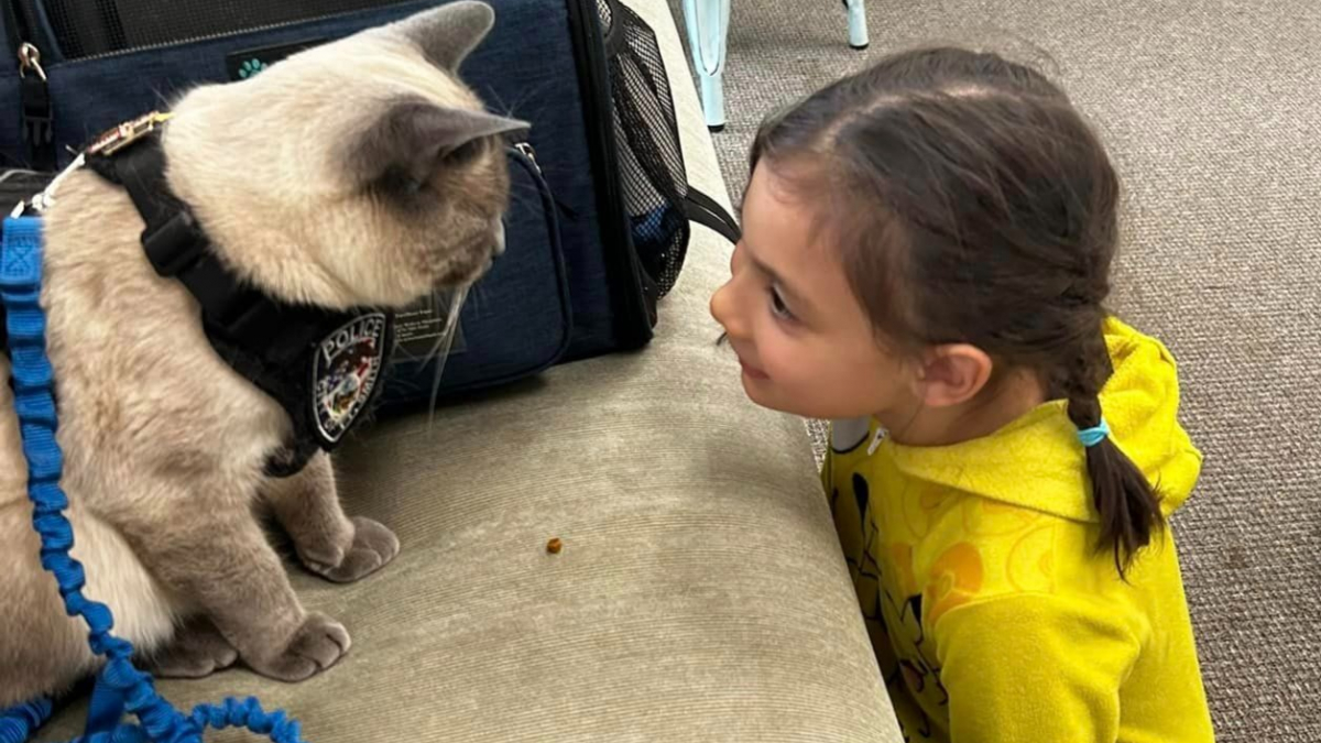 Illustration : "Un chat policier au grand cœur apporte joie et réconfort dans un centre pour enfants autistes"