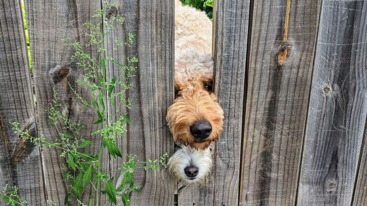 Illustration : "20 photos capturant les rencontres inattendues avec des chiens qui égayent la journée"