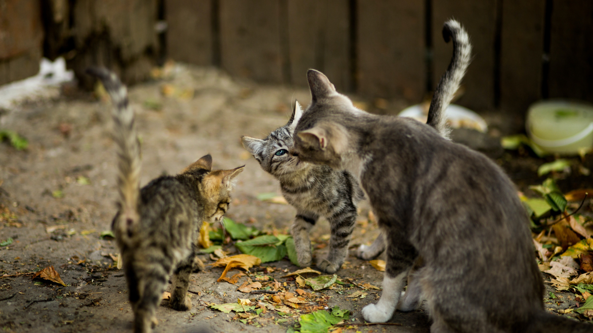 Illustration : "Copies conformes, une chatte et 3 chatons font leur arrivée au refuge séparément et révèlent un tendre secret"