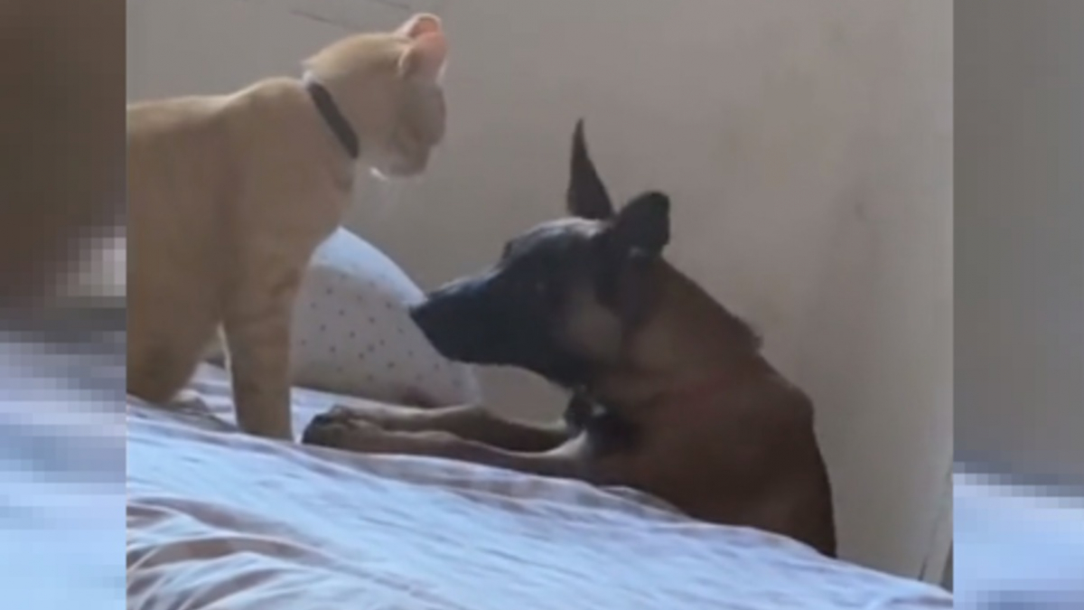 Illustration : "La réaction touchante d'un chat réalisant que la chienne qu'il avait l'habitude de tourmenter est malade (vidéo)"