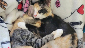 Illustration : Cette chatonne trouve du réconfort en rencontrant un félin qui ressemble à sa sœur décédée 