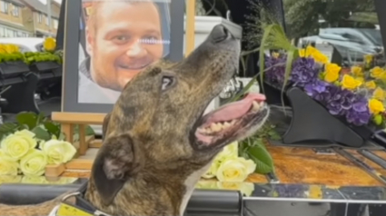 Illustration : Un amour éternel : un chien conduit le cortège funèbre de son défunt maître (vidéo)