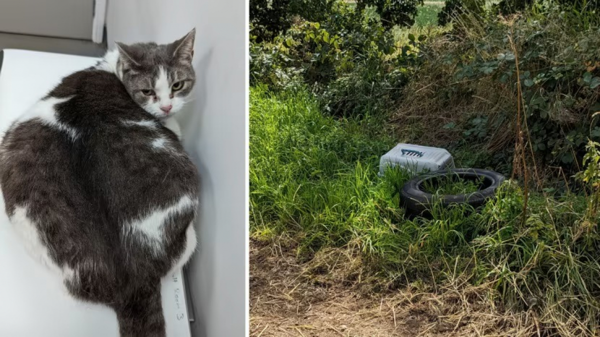 Illustration : "Une chatte atteinte d'obésité et de difficultés respiratoires est abandonnée sous un soleil de plomb"