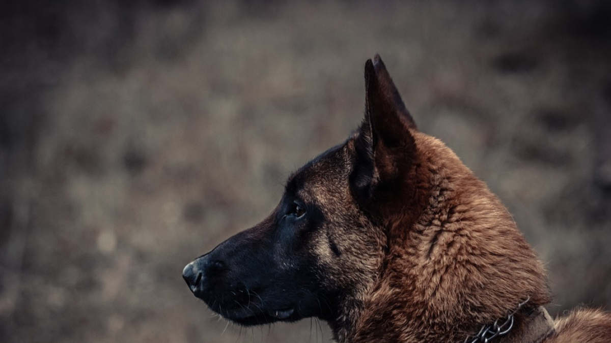 Illustration : "« Il s’appelait Paco et n’avait que 3 ans » : le combat d'une association pour rendre justice à un chien pendu "