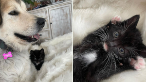 Illustration : "Le seul mâle d’une portée de chatons errants fait tout pour être le chouchou du chien de sa famille d’accueil"