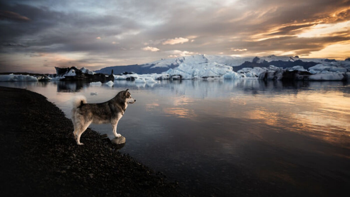 Illustration : "20 photos exceptionnelles de chiens capturant leur beauté et celle de l'Islande"