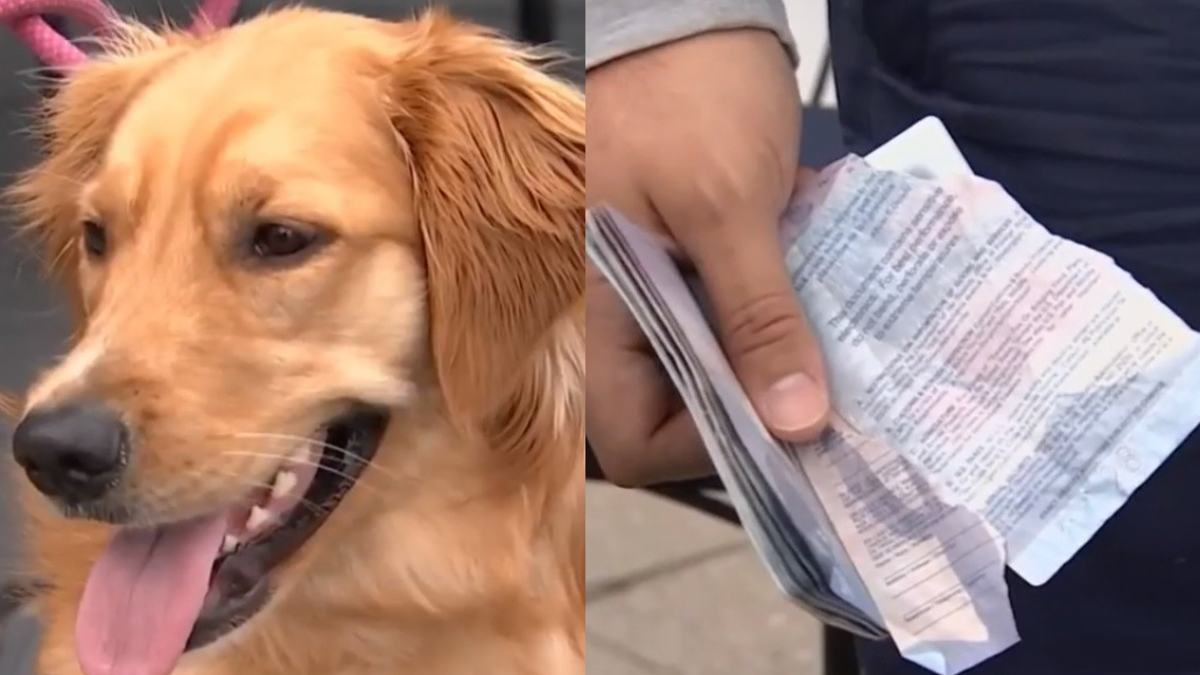 Illustration : "Leur chien dévore un de leurs passeports et met à mal leur projet de mariage à l'étranger"