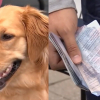 Illustration : Leur chien dévore un de leurs passeports et met à mal leur projet de mariage à l'étranger