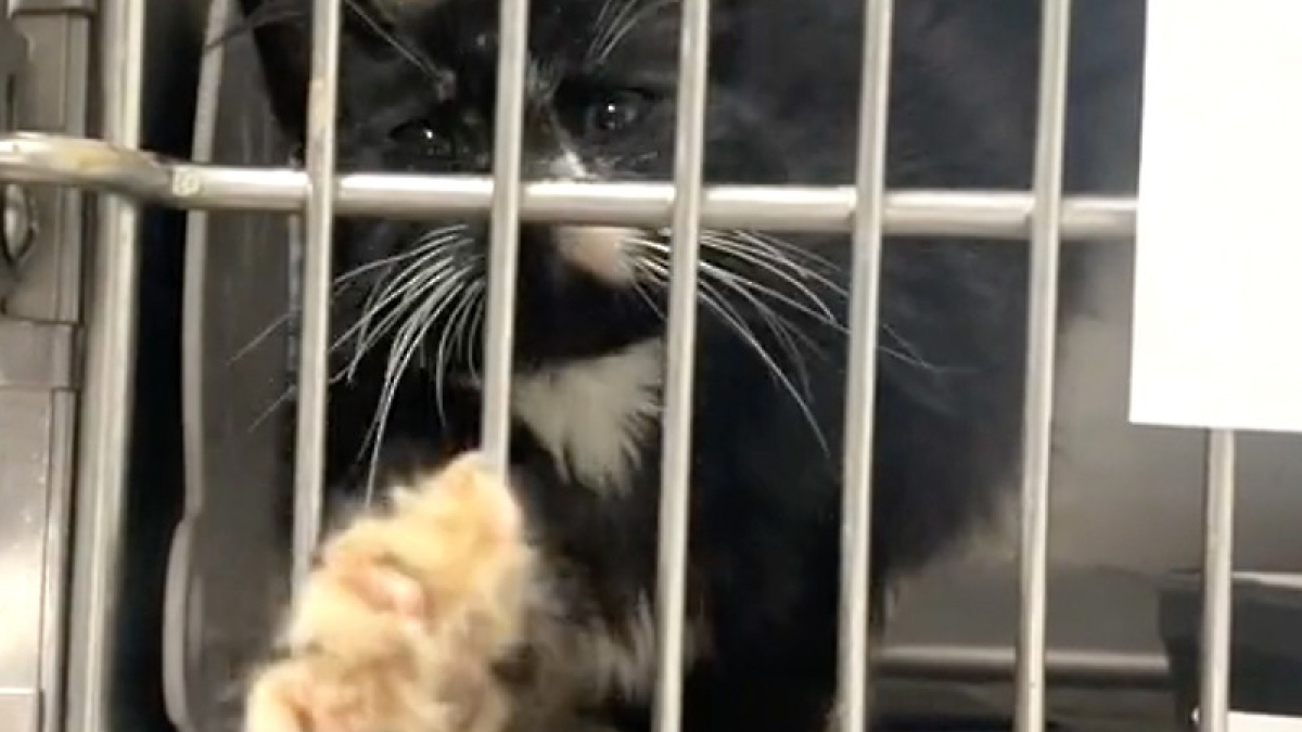 Illustration : "Privé d'amour et de soins, un chaton tend la patte à travers les barreaux de sa cage dans l'espoir d'être sauvé (vidéo)"