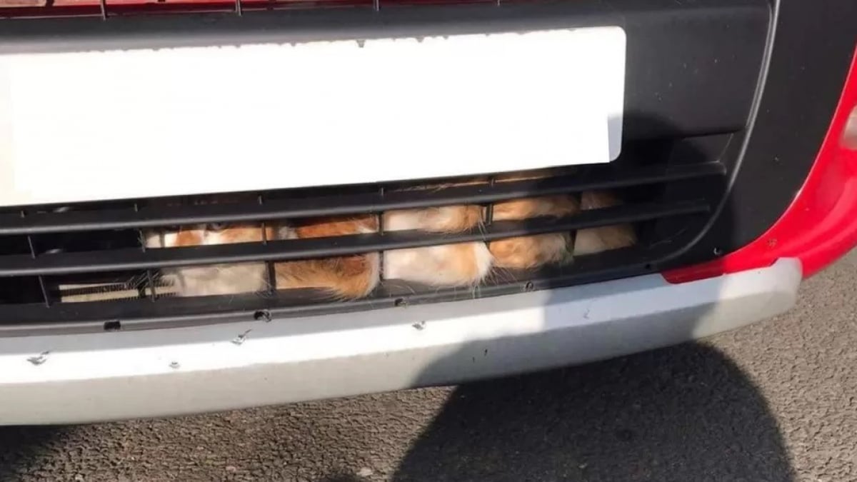Illustration : "Caché sous le moteur d'une voiture, un chat s'échappe à plus de 60 kilomètres de chez lui"