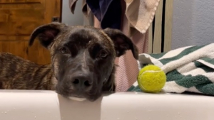 Illustration : "Ce chien pousse sa balle dans le bain de sa maîtresse et prétend qu’il n’a rien fait (vidéo)"