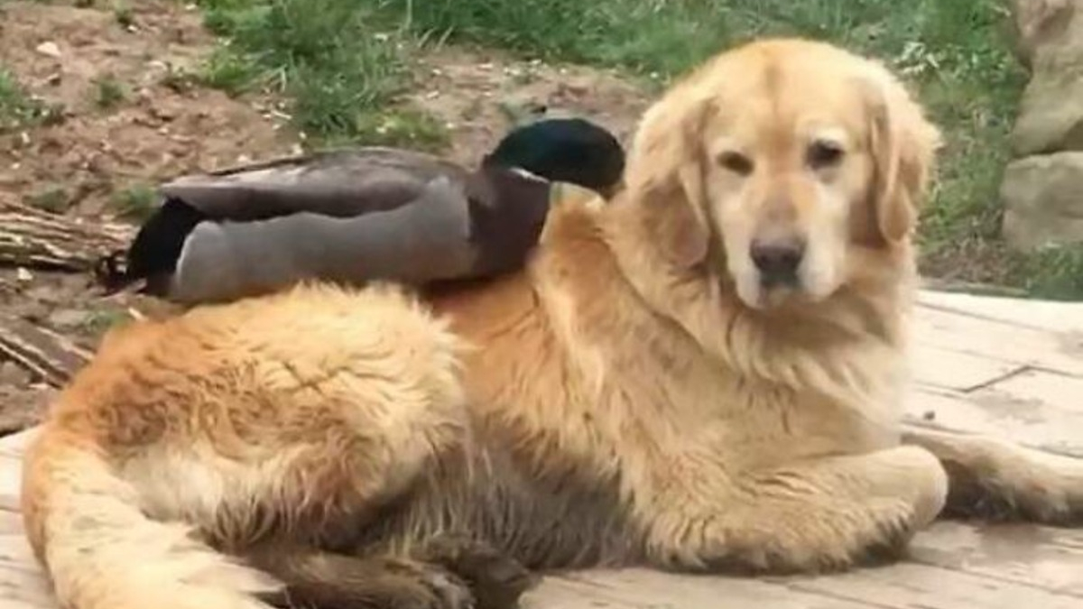 Illustration : "L'amitié insolite entre un Golden Retriever et un canard ayant une passion commune pour la baignade"