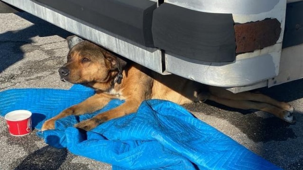 Illustration : "Paralysé suite à un accident de voiture, un chien renoue avec l'espoir grâce à une femme au grand cœur"