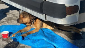 Illustration : "Paralysé suite à un accident de voiture, un chien renoue avec l'espoir grâce à une femme au grand cœur"