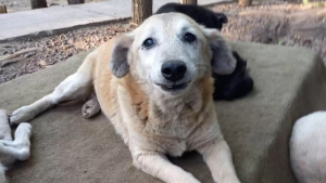 Mudbuster : l'invention de ce nettoyeur de pattes de chiens fait un carton  sur les réseaux sociaux - NeozOne