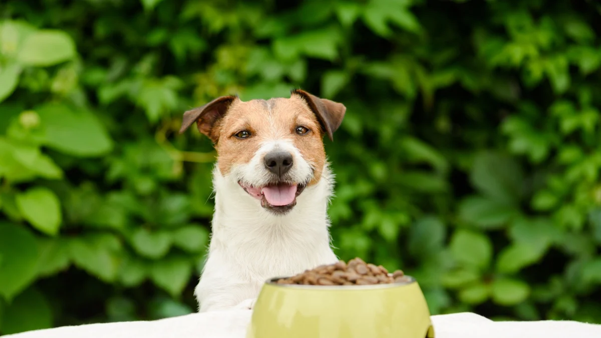 Illustration : "Quelle est la quantité de protéines adaptée à votre chien ?"