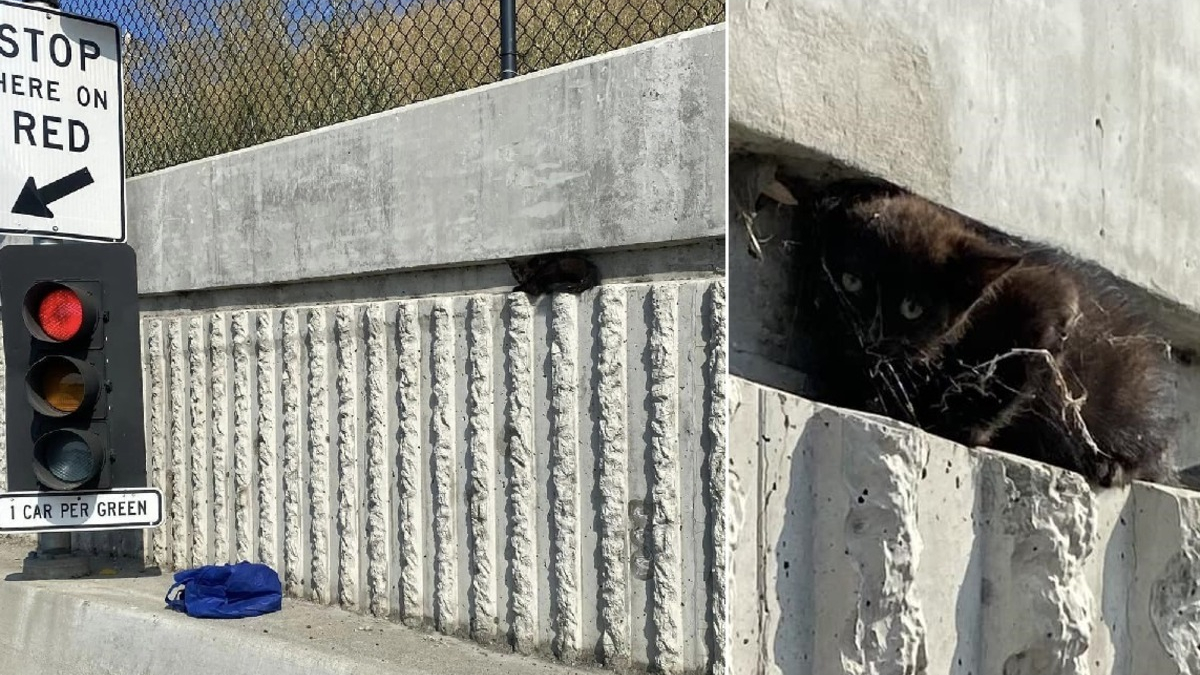 Illustration : "L'intervention courageuse d'un policier pour tenter de sauver un chaton perdu et effrayé sur une autoroute"